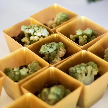 白色酒店 维耶斯泰